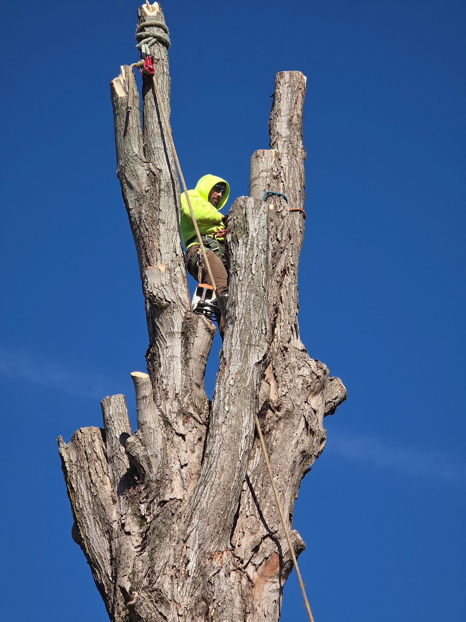 Another example of safety being the number one priority.  Each tree removed has its own obstacle to overcome.