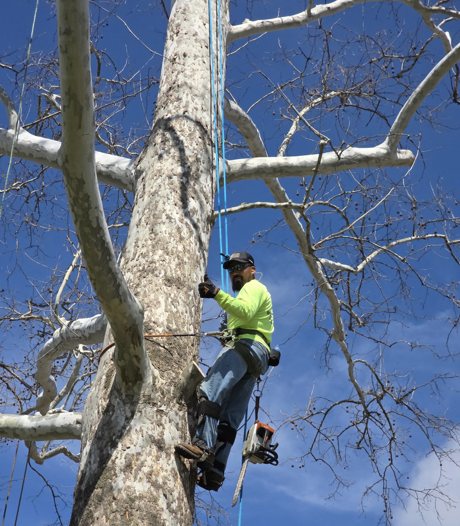 Perry’s Tree Service is dedicated to safety.  Each worker that steps on your property is fully insured and as you can see we take every precautionary method possible to ensure safety while removing this massive Sycamore